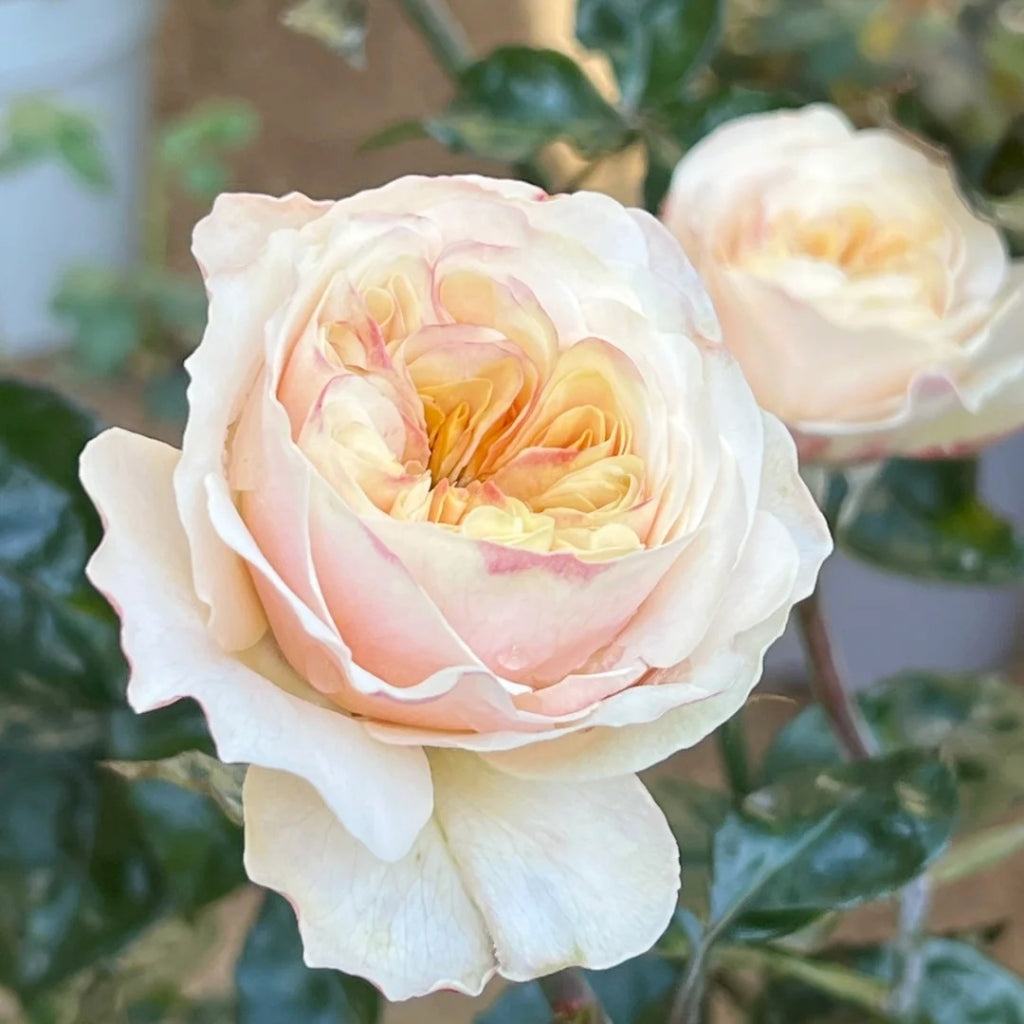 Chunye Worries Rose