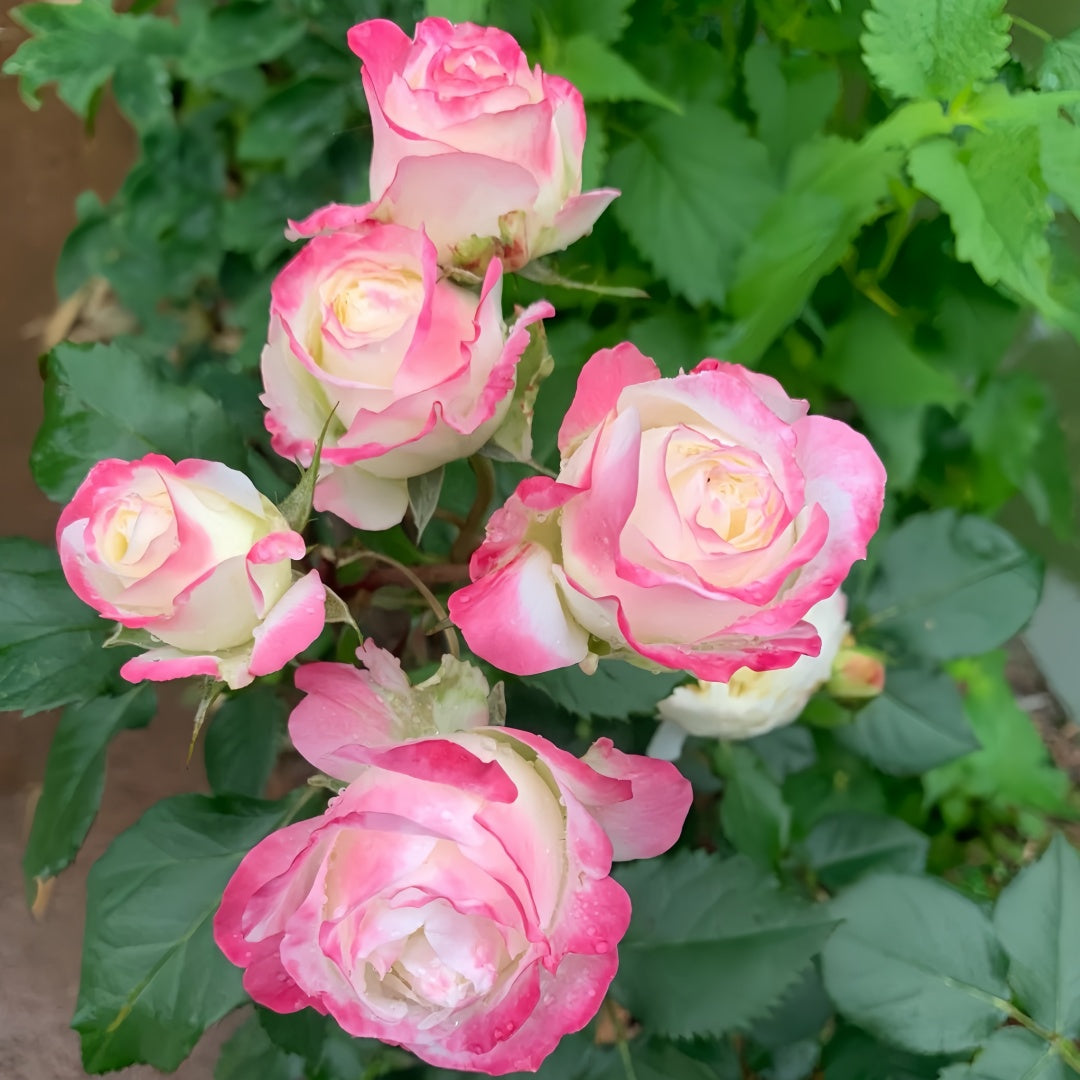 Chuzhuang Rose