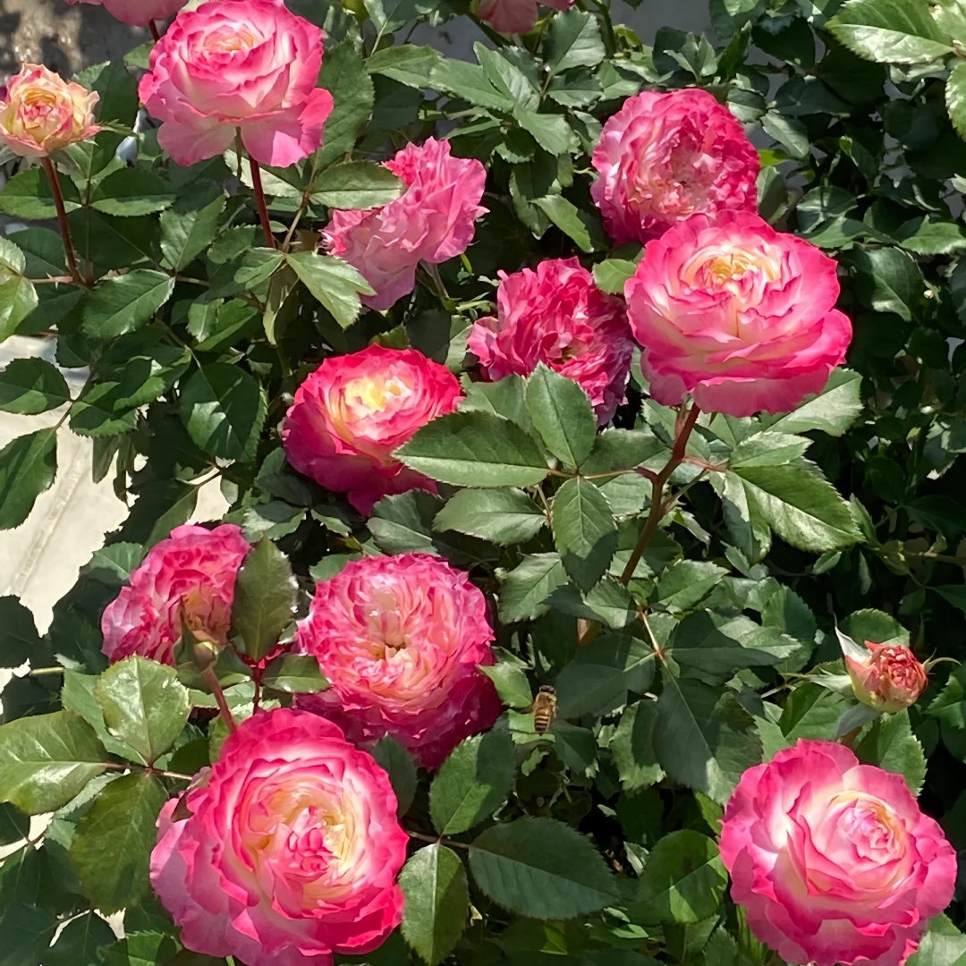 Chuzhuang Rose