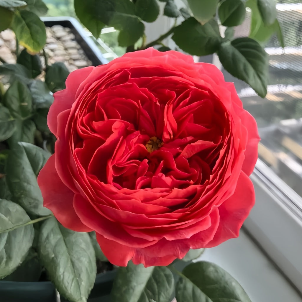 Cinnabar Bowl Rose