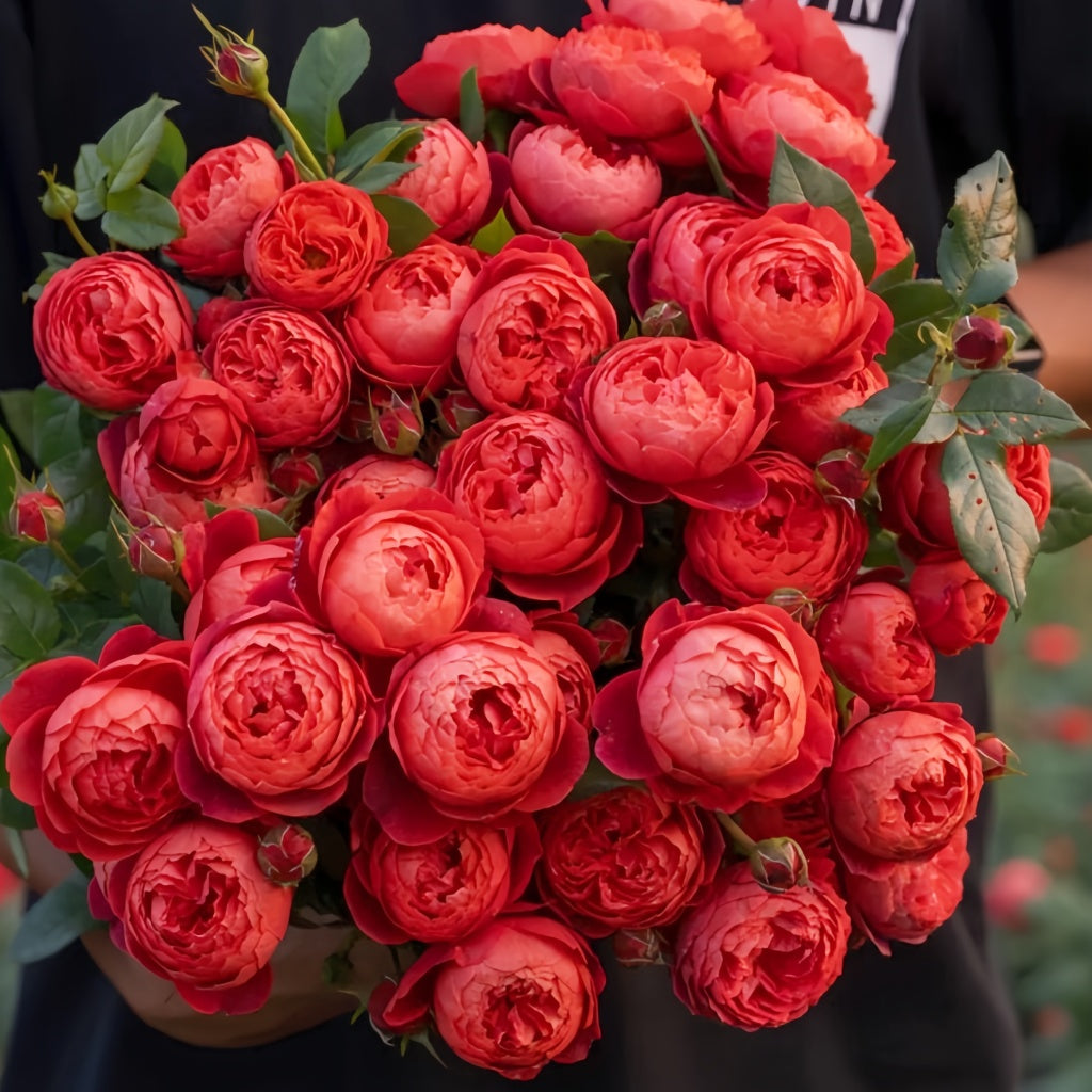 Cinnabar Bowl Rose