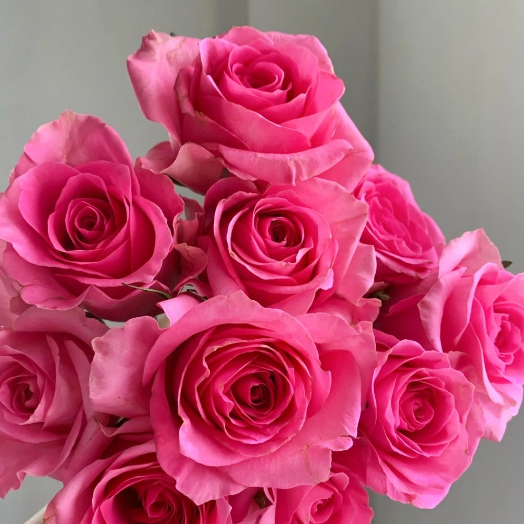 Claire Rose