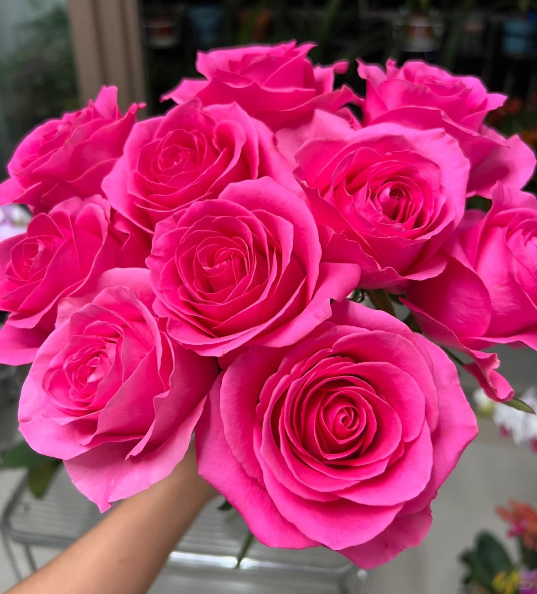 Claire Rose