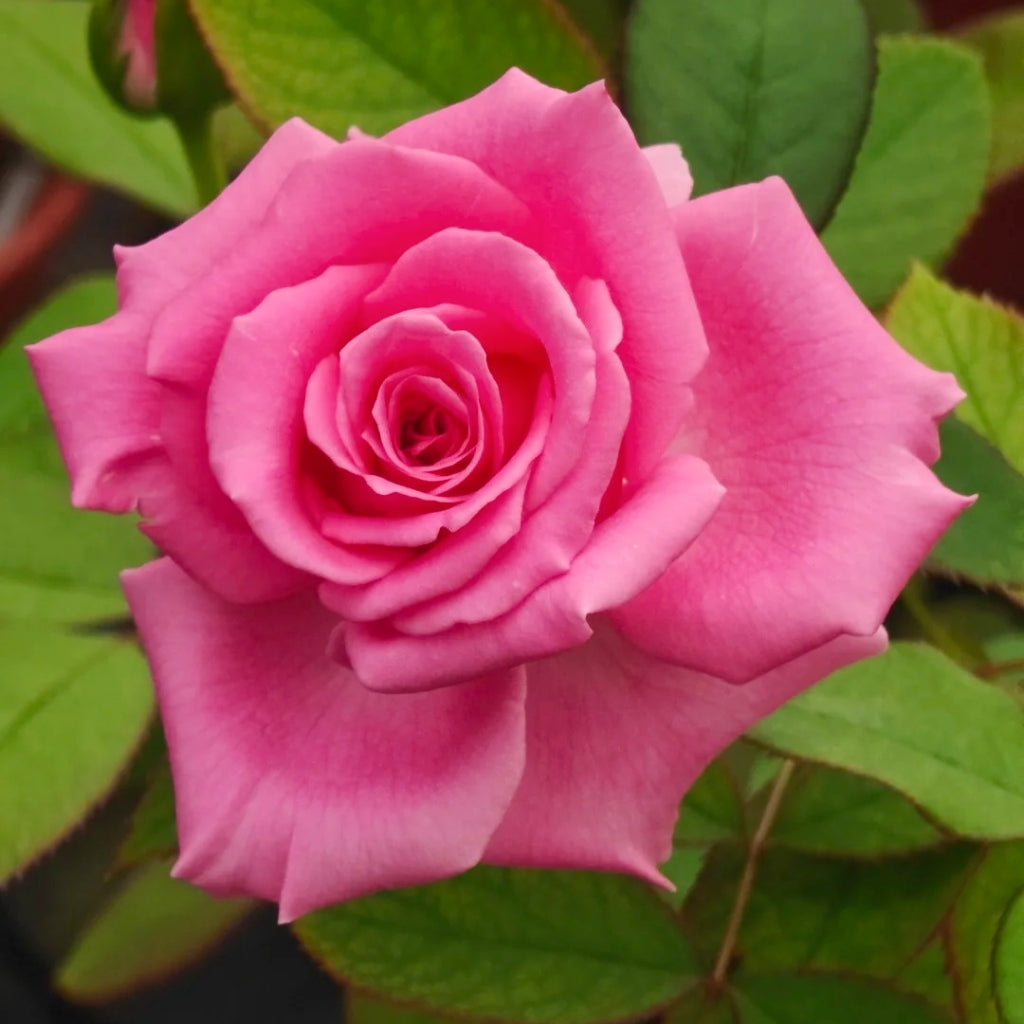 Claire Rose
