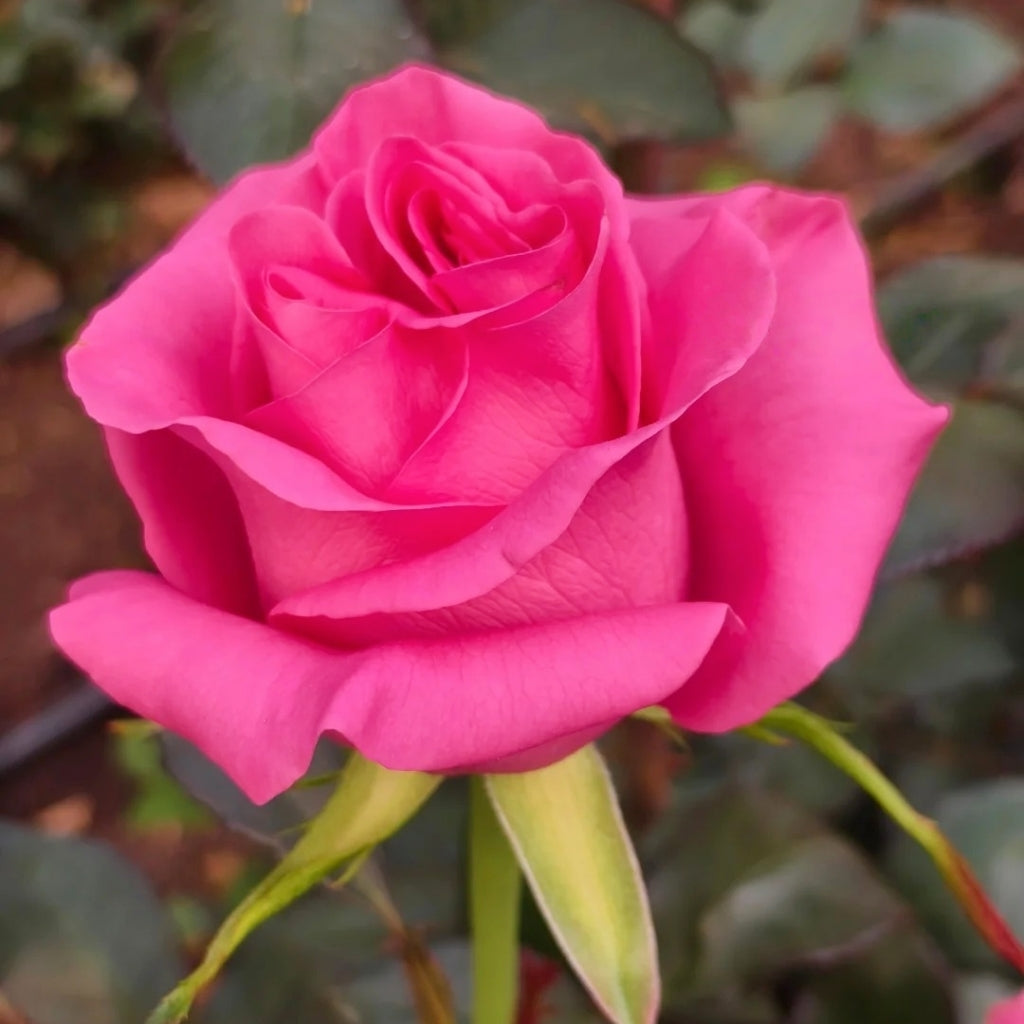 Claire Rose