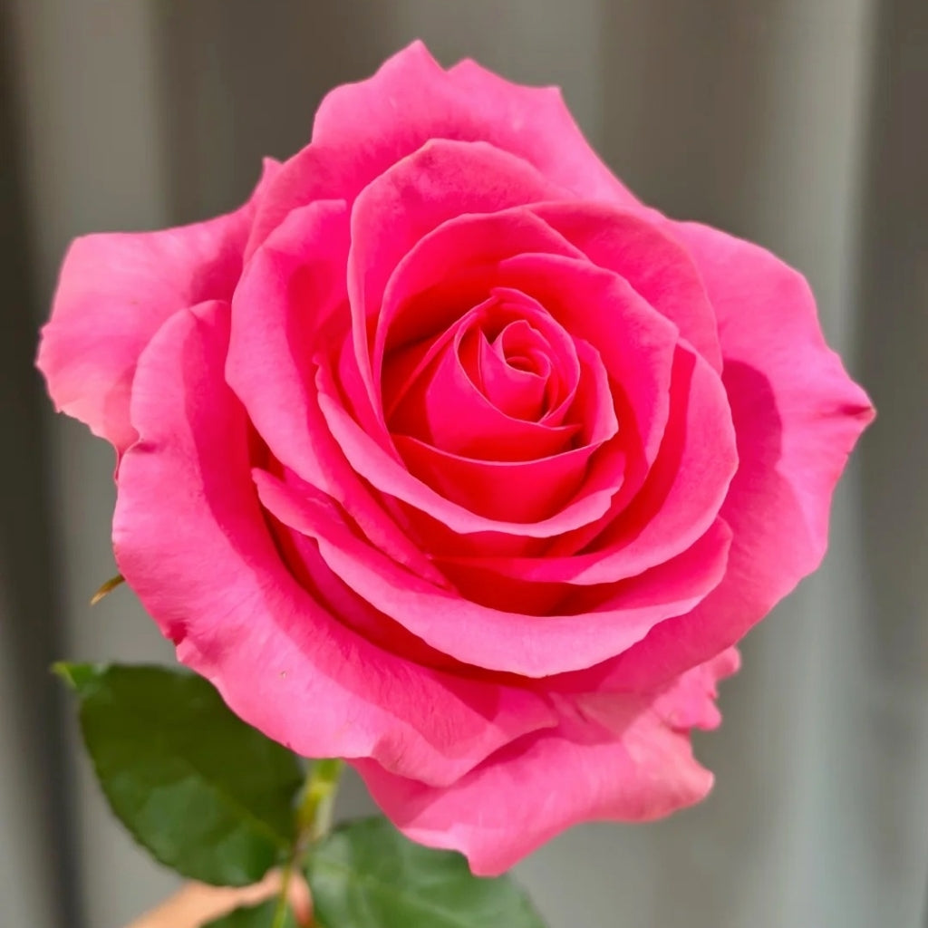 Claire Rose