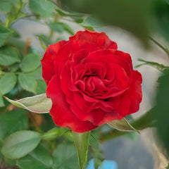 Cola Rose