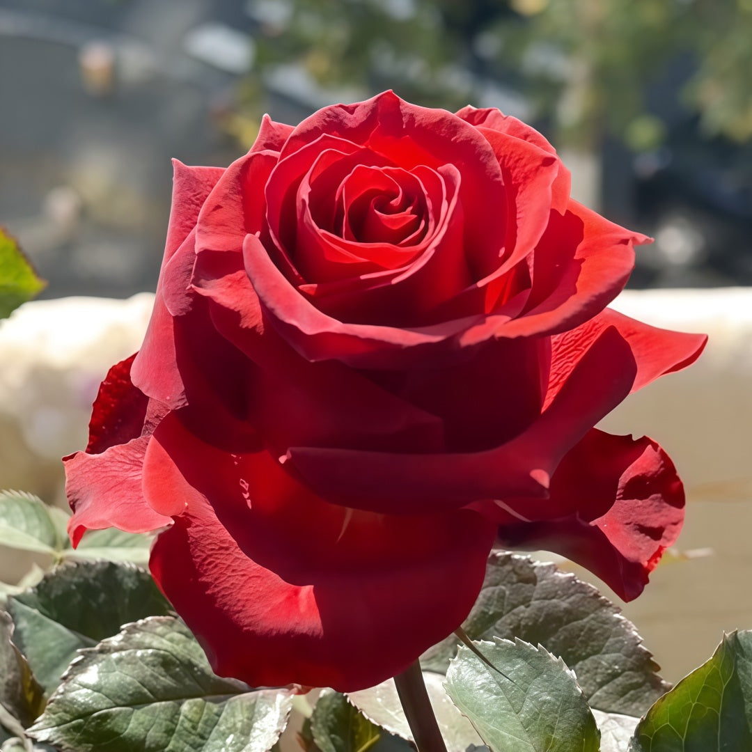 Cola Rose