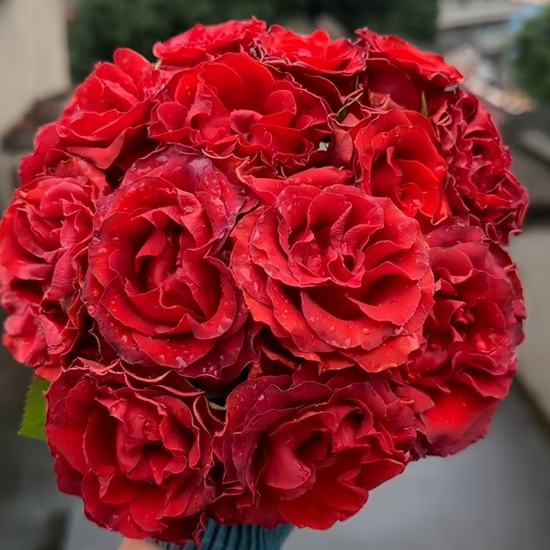 Cola Rose