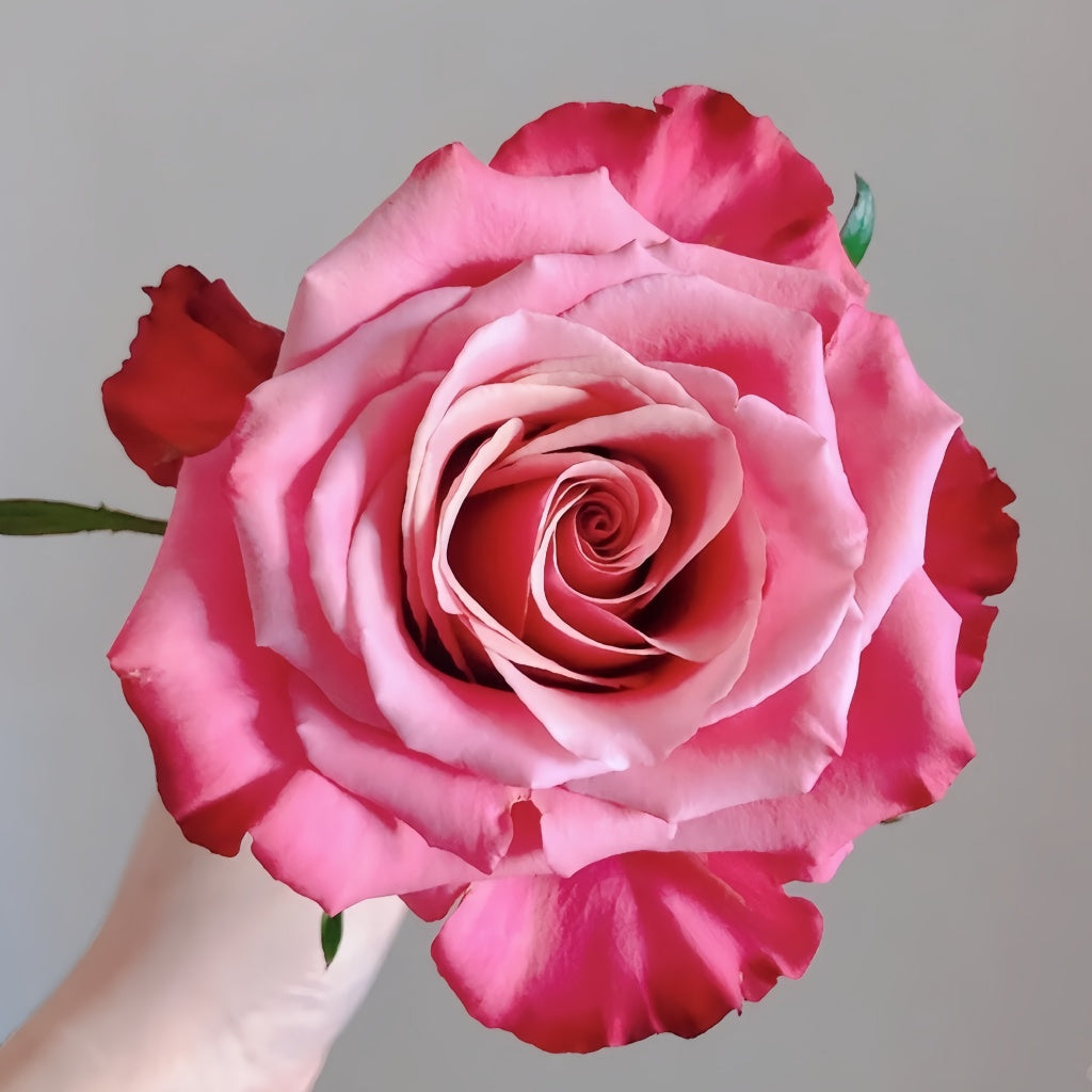 Cold Brew Rose – Rosesplant