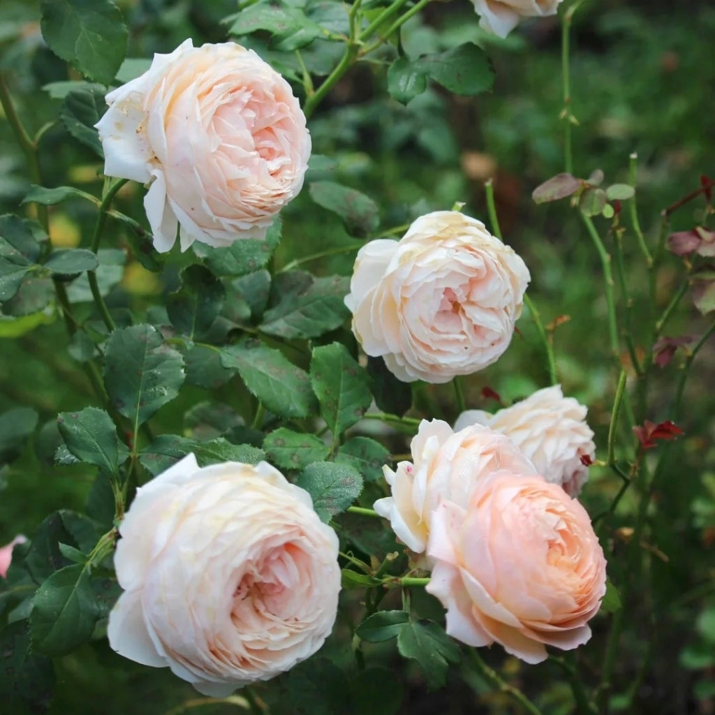Confiture Rose