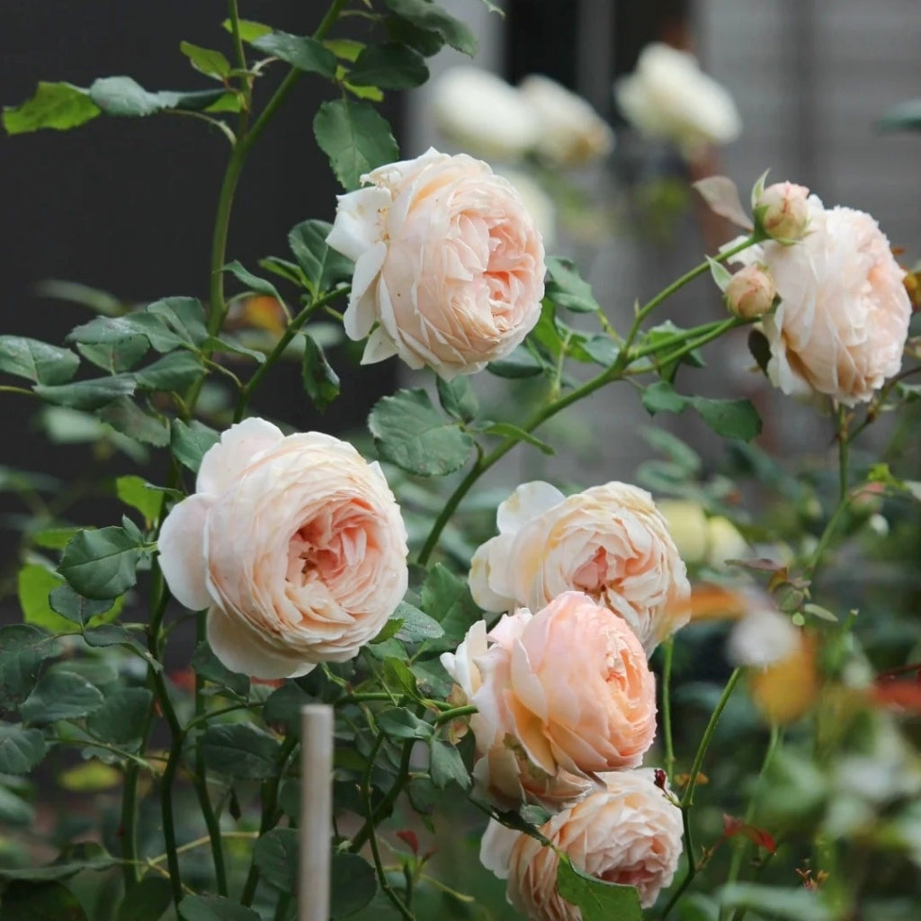 Confiture Rose