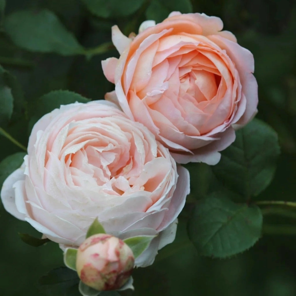 Confiture Rose