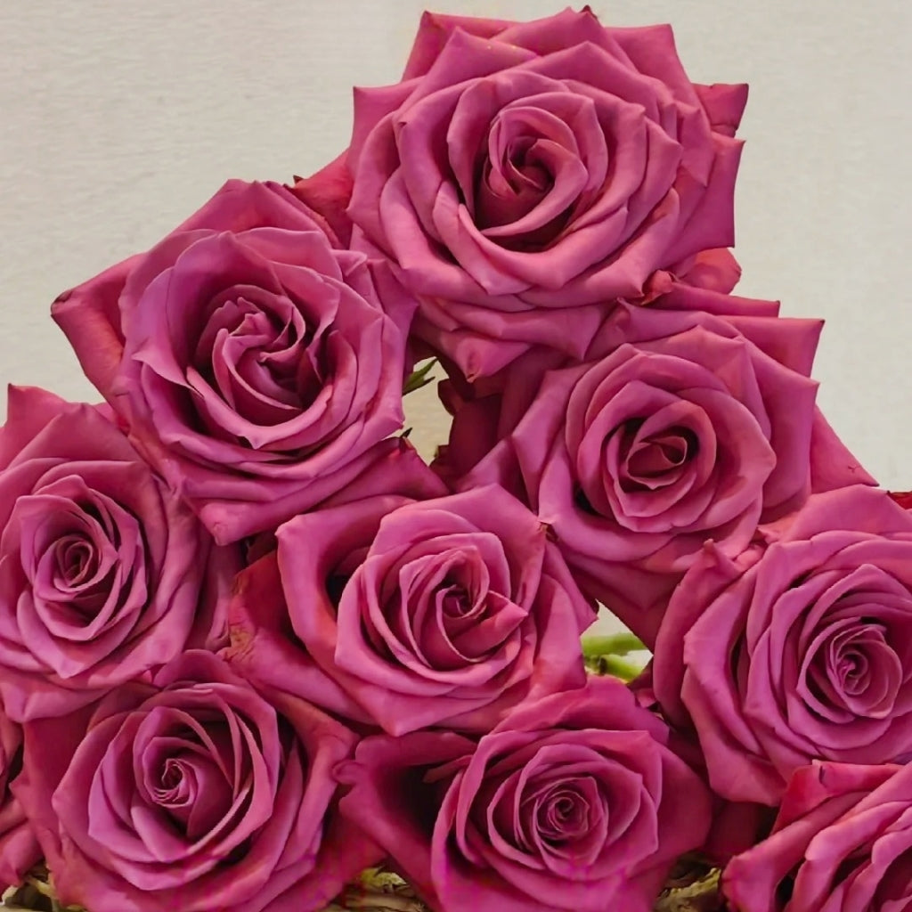 Cool Blue Rose