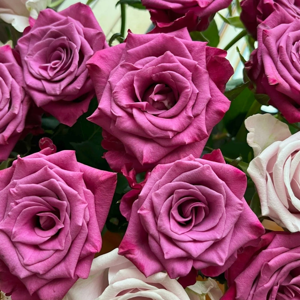 Cool Blue Rose