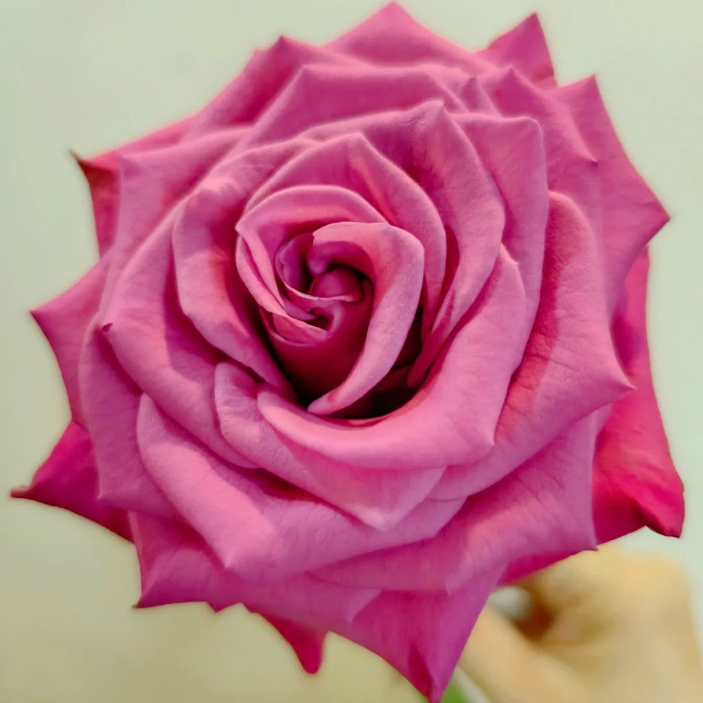 Cool Blue Rose