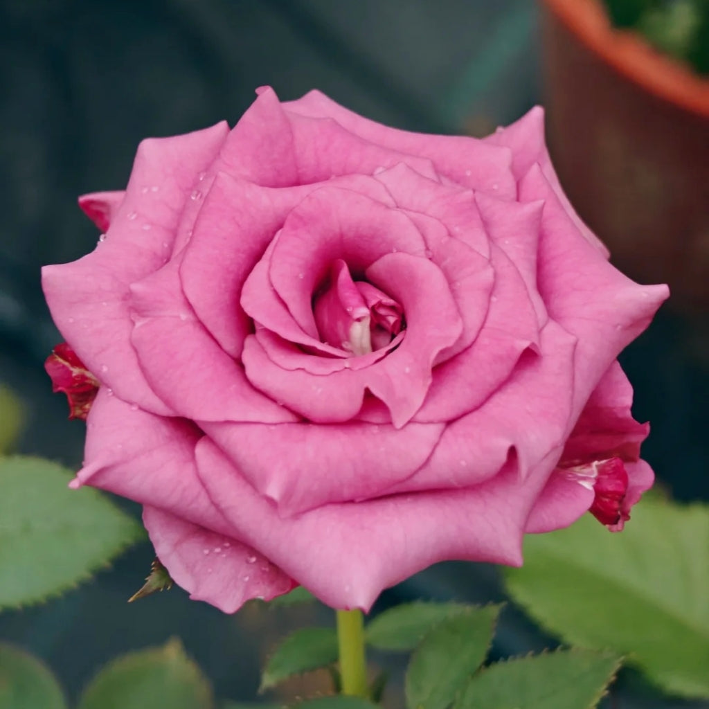 Cool Blue Rose