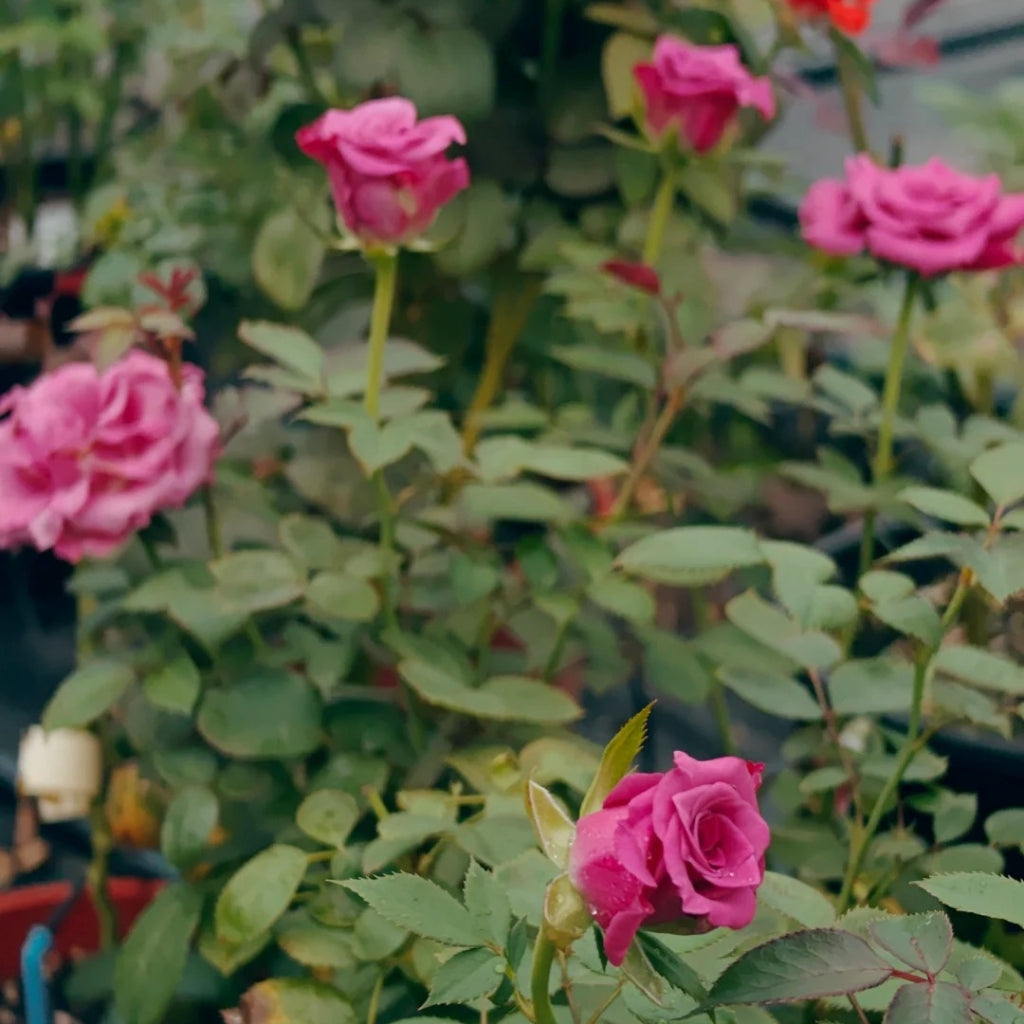 Cool Blue Rose