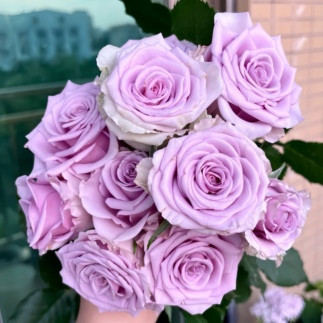 Cool Natural Roses Cool Water Rose – Rosesplant