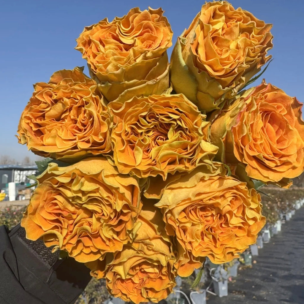 Copper Kiss Rose