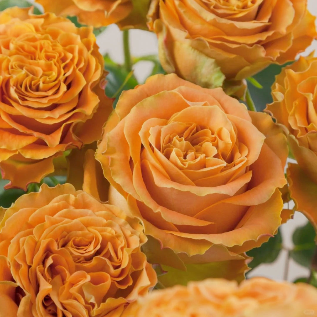 Copper Kiss Rose