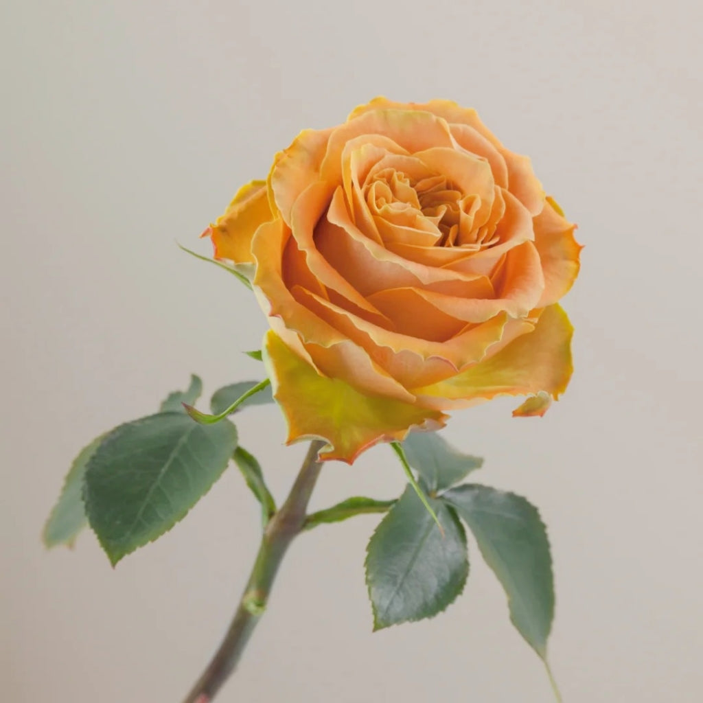 Copper Kiss Rose