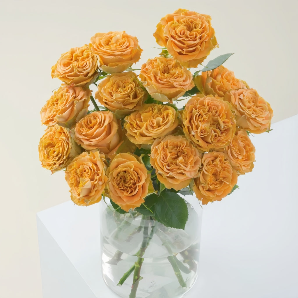 Copper Kiss Rose