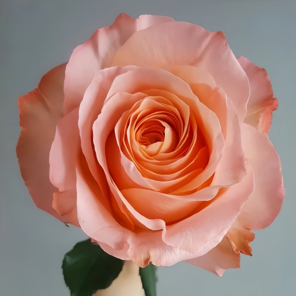 Coral Reef Rose