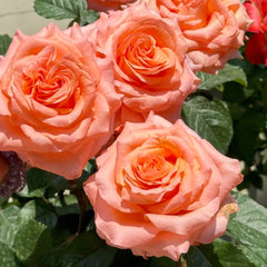 Coral Reef Rose