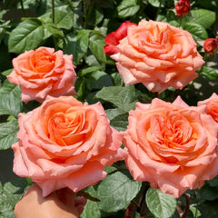 Coral Reef Rose