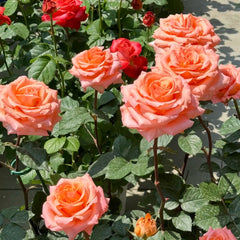 Coral Reef Rose