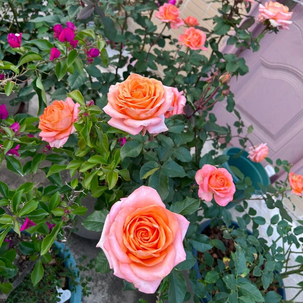Coral Reef Rose