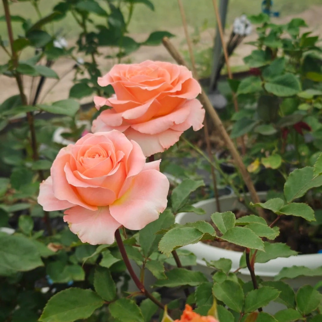 Coral Reef Rose
