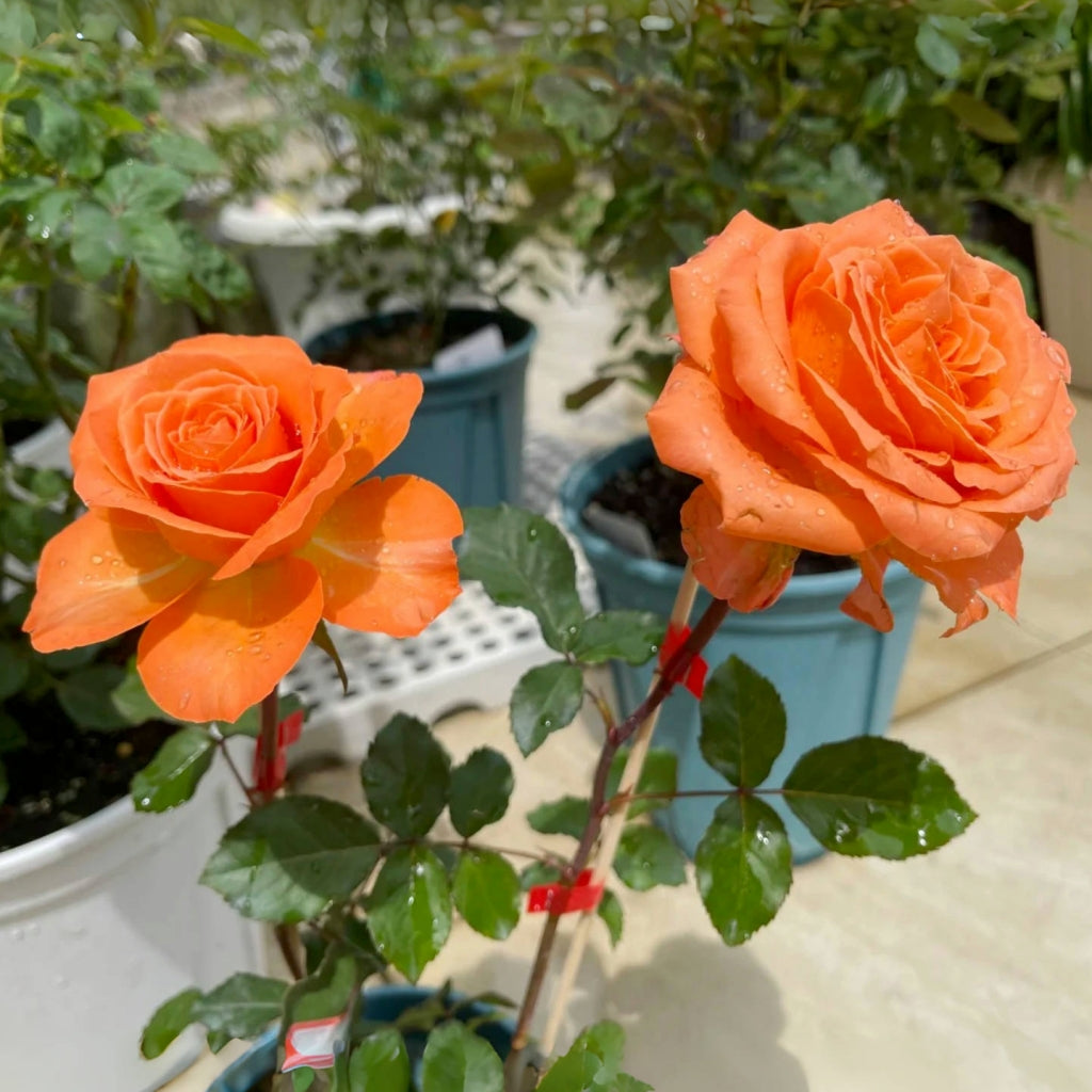Coral Reef Rose