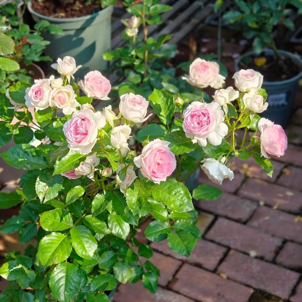 Couleur de l'amour Rose