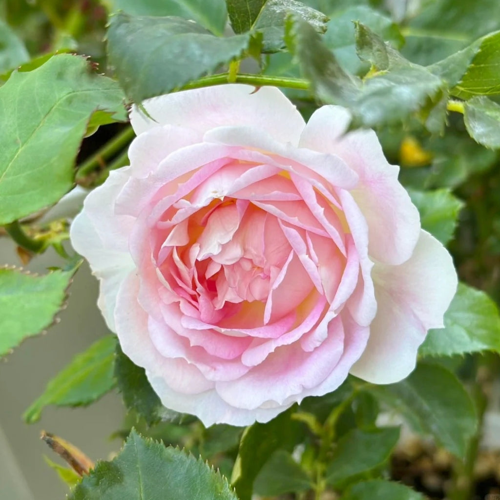 Couleur de l'amour Rose