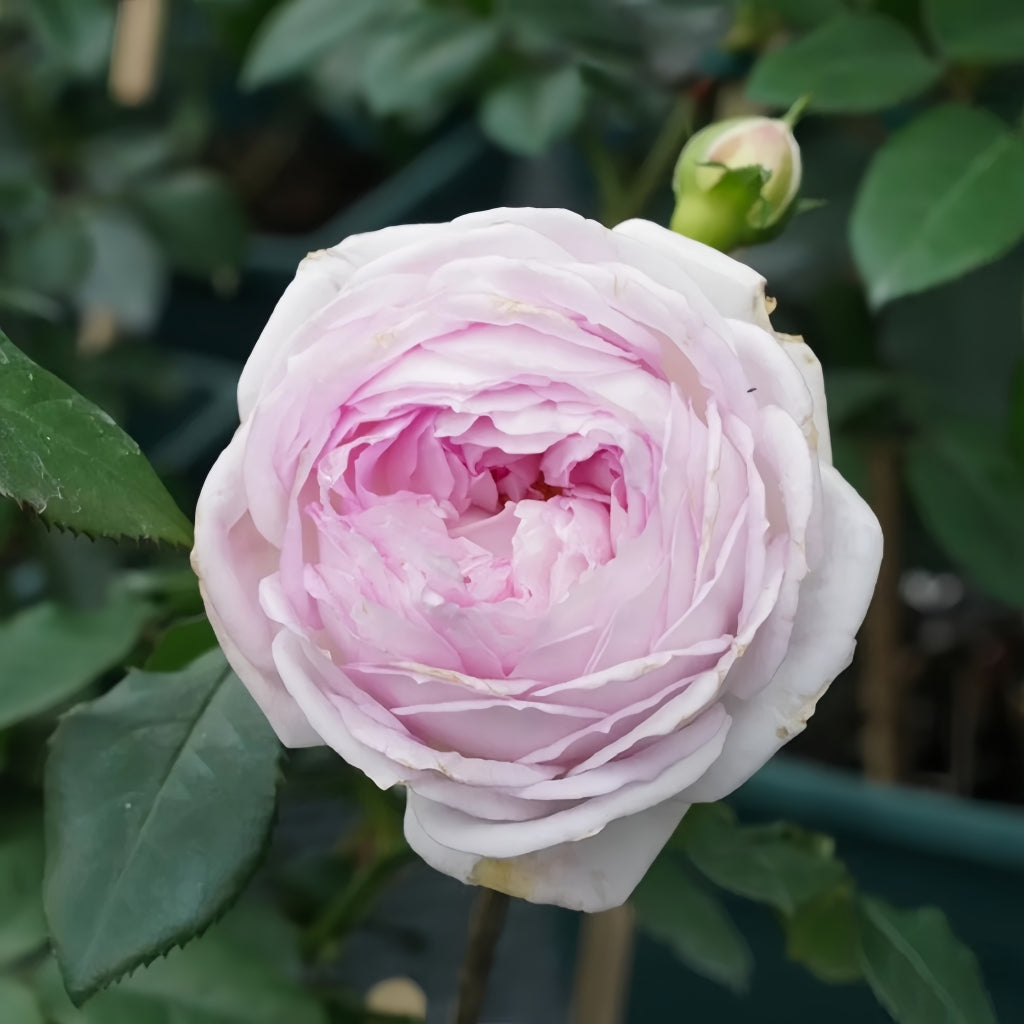 Couleur de l'amour Rose