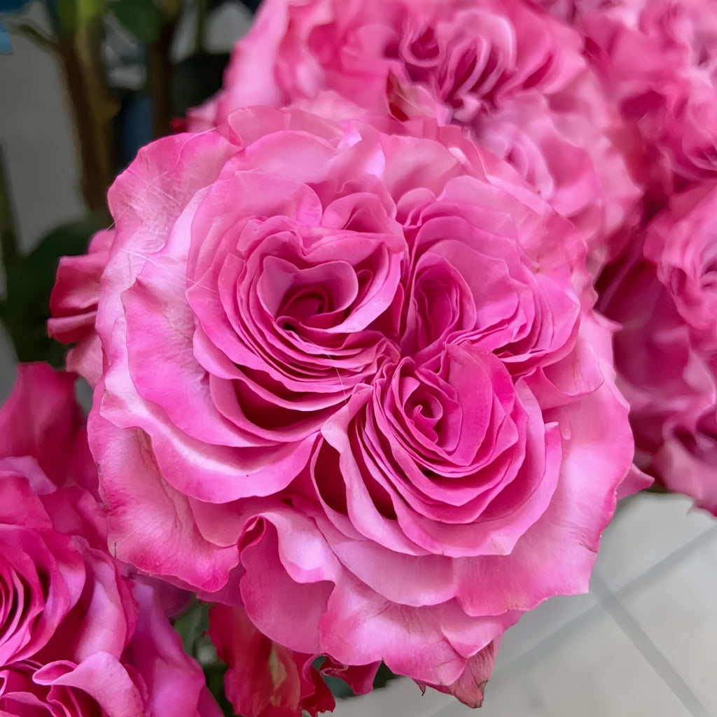 Country Song Roses Country Blues Rose – Rosesplant