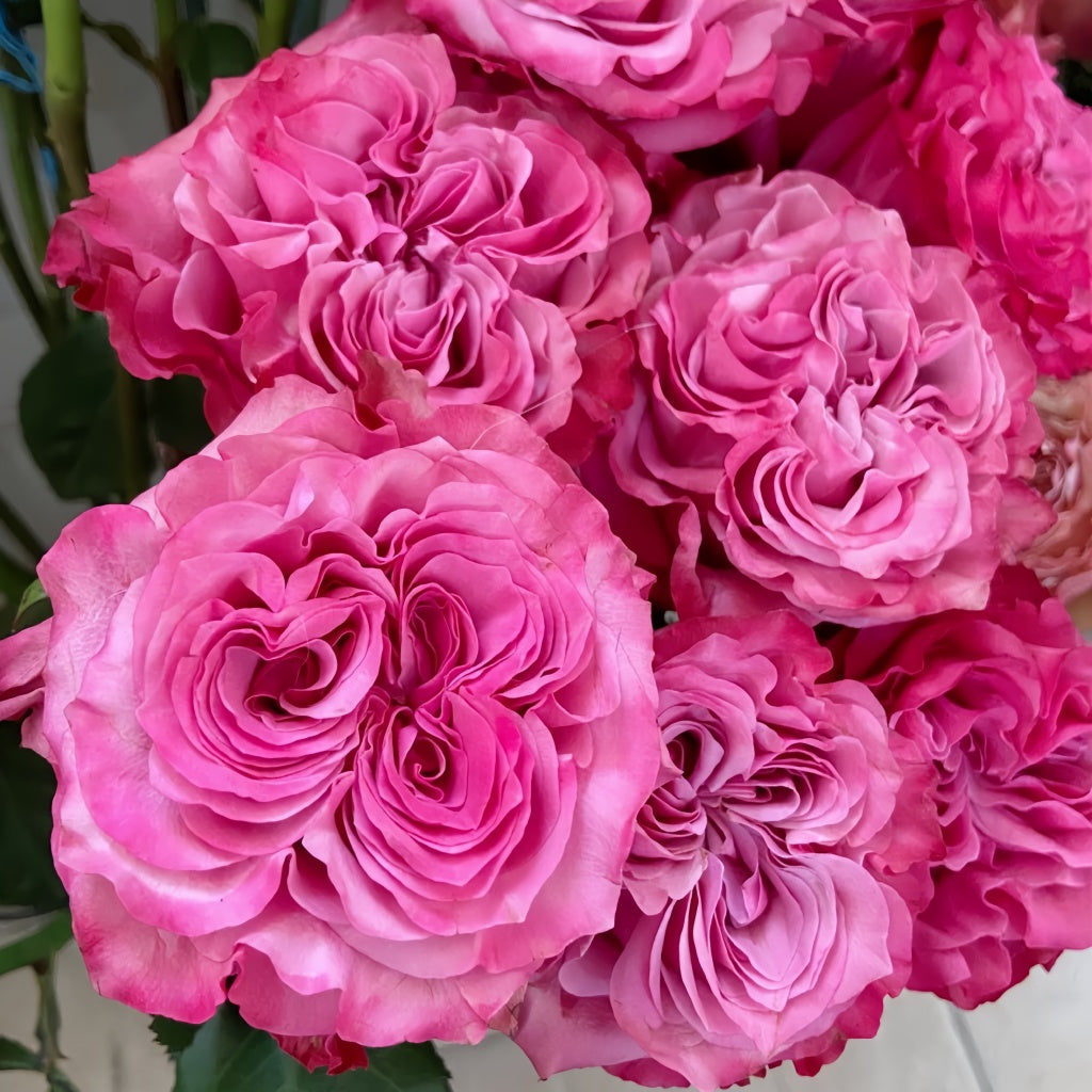 Country Song Roses Country Blues Rose – Rosesplant