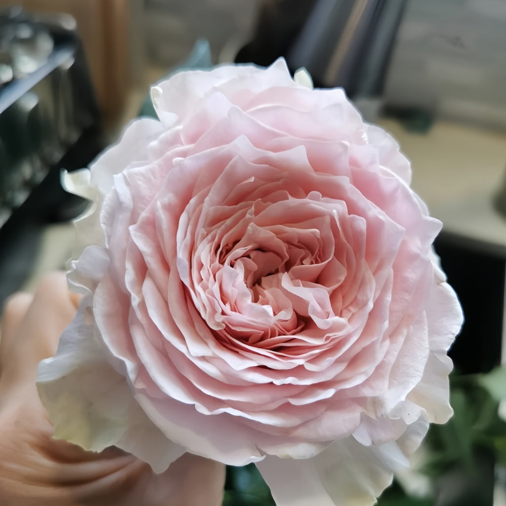 Country Peonia Rose-乡村牡丹