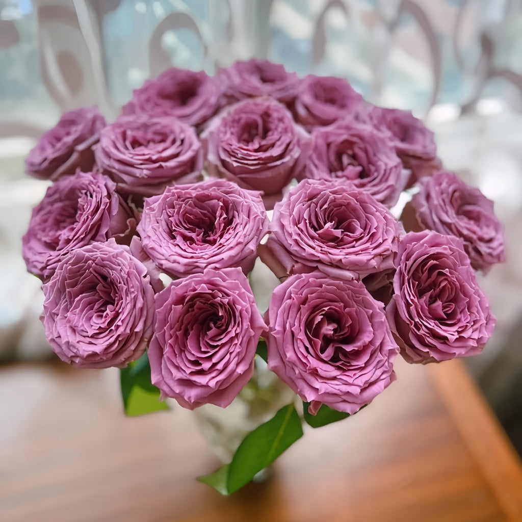 Country Song Roses Country Spirit Song Rose – Rosesplant