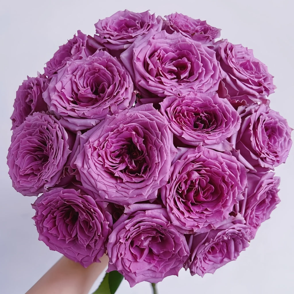 Country Song Roses Country Spirit Song Rose – Rosesplant