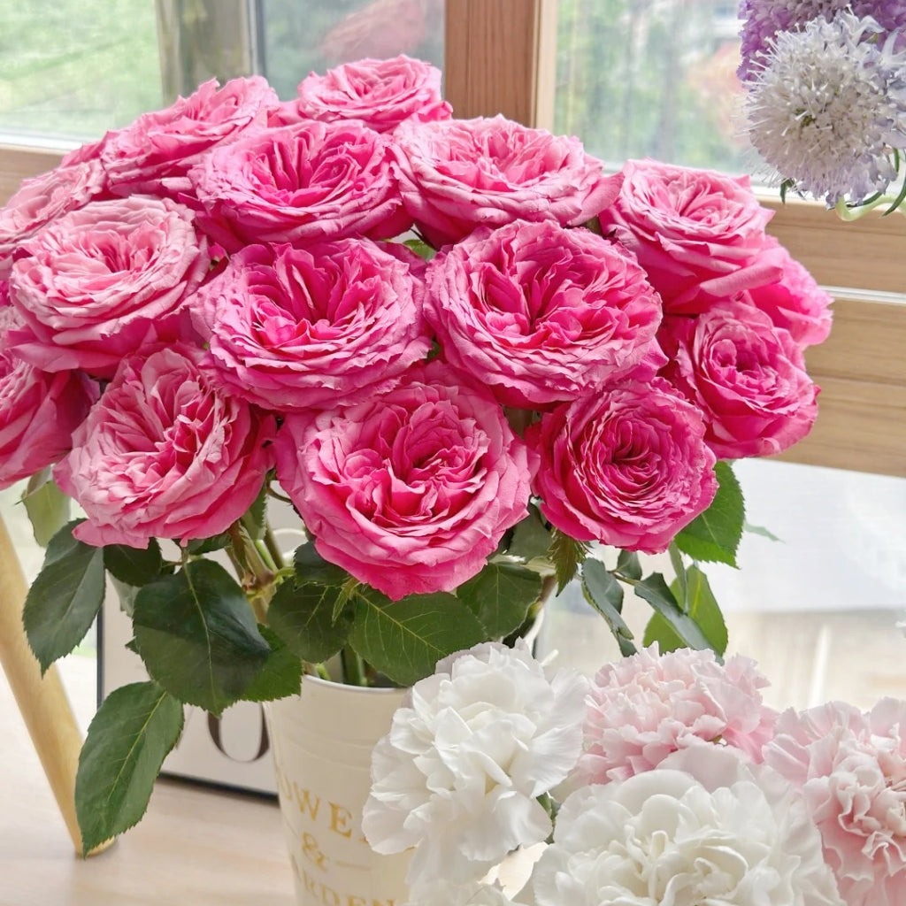 Cranberries Rose