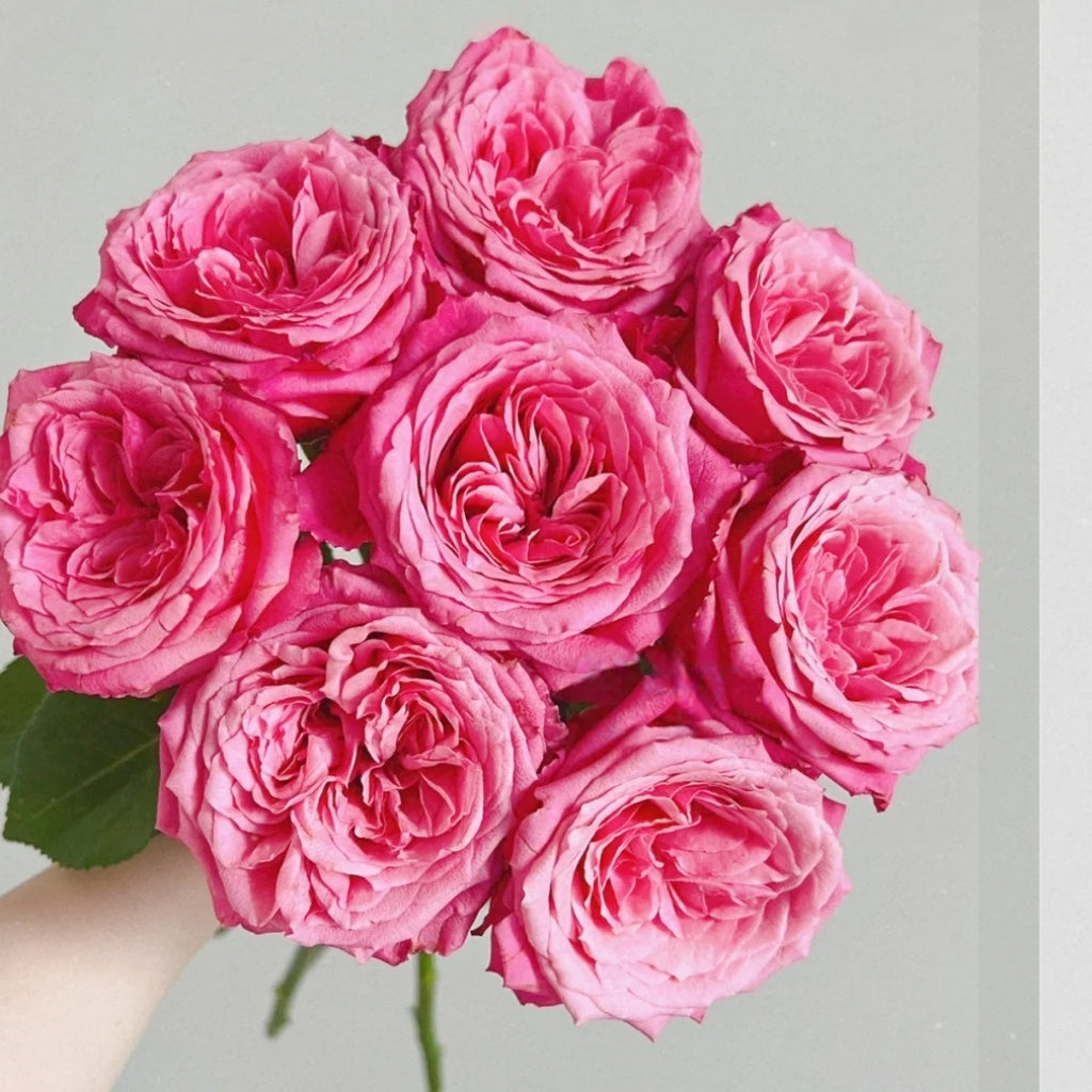Cranberries Rose