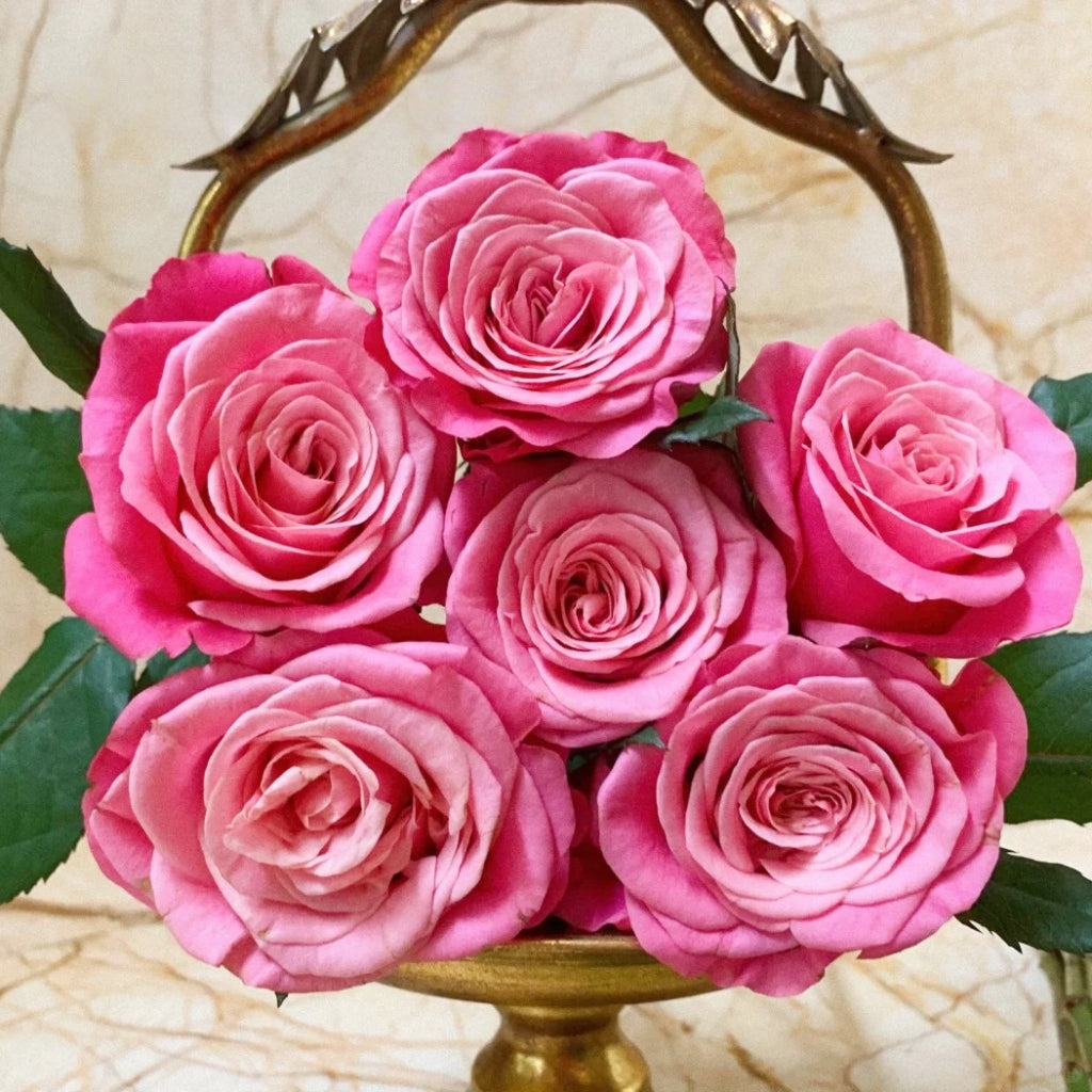 Cranberries Rose