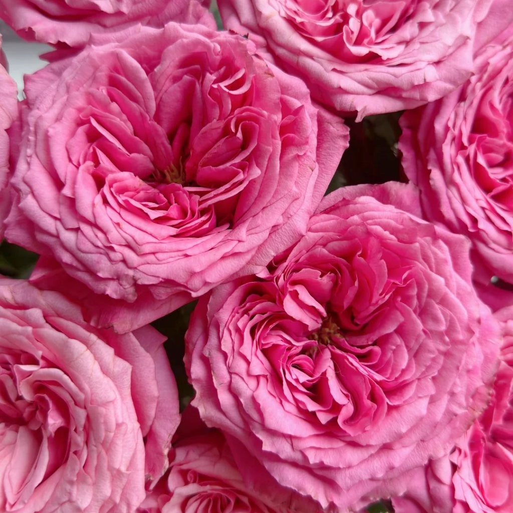 Cranberries Rose