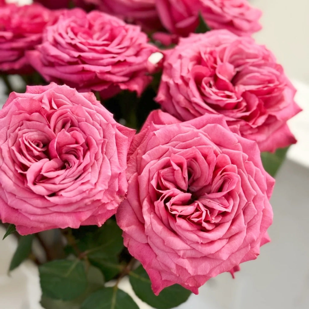 Cranberries Rose