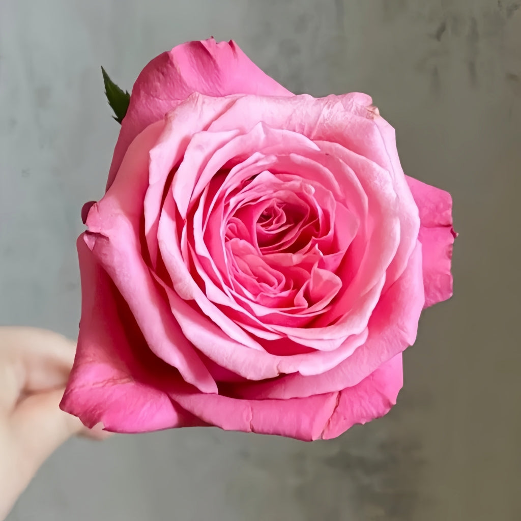 Cranberries Rose