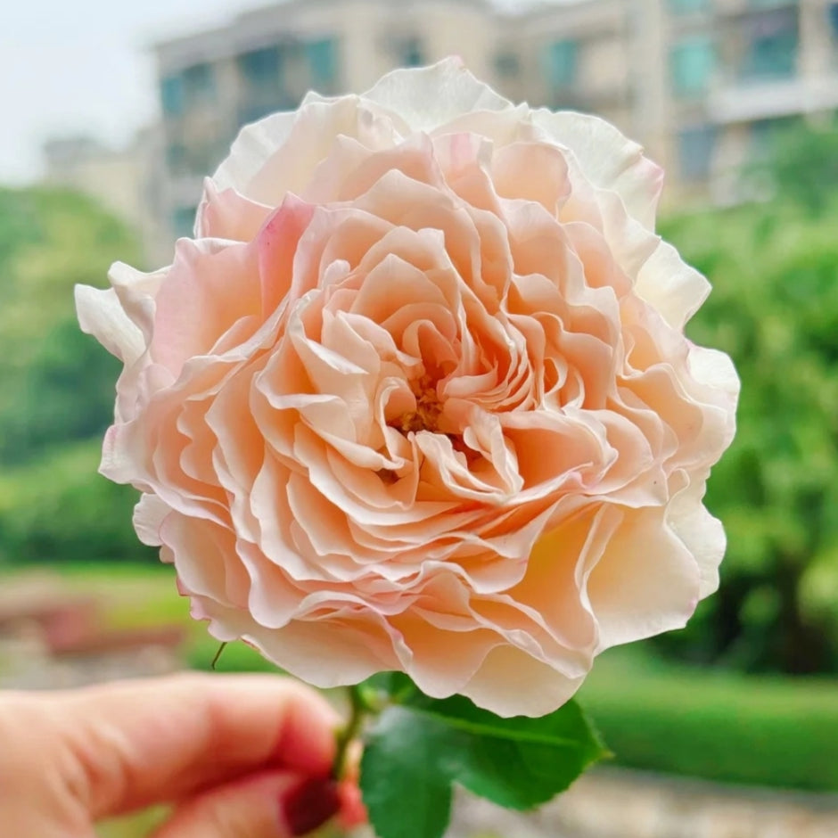 What Are the Pros and Cons of the Miyabi Rose? – Rosesplant