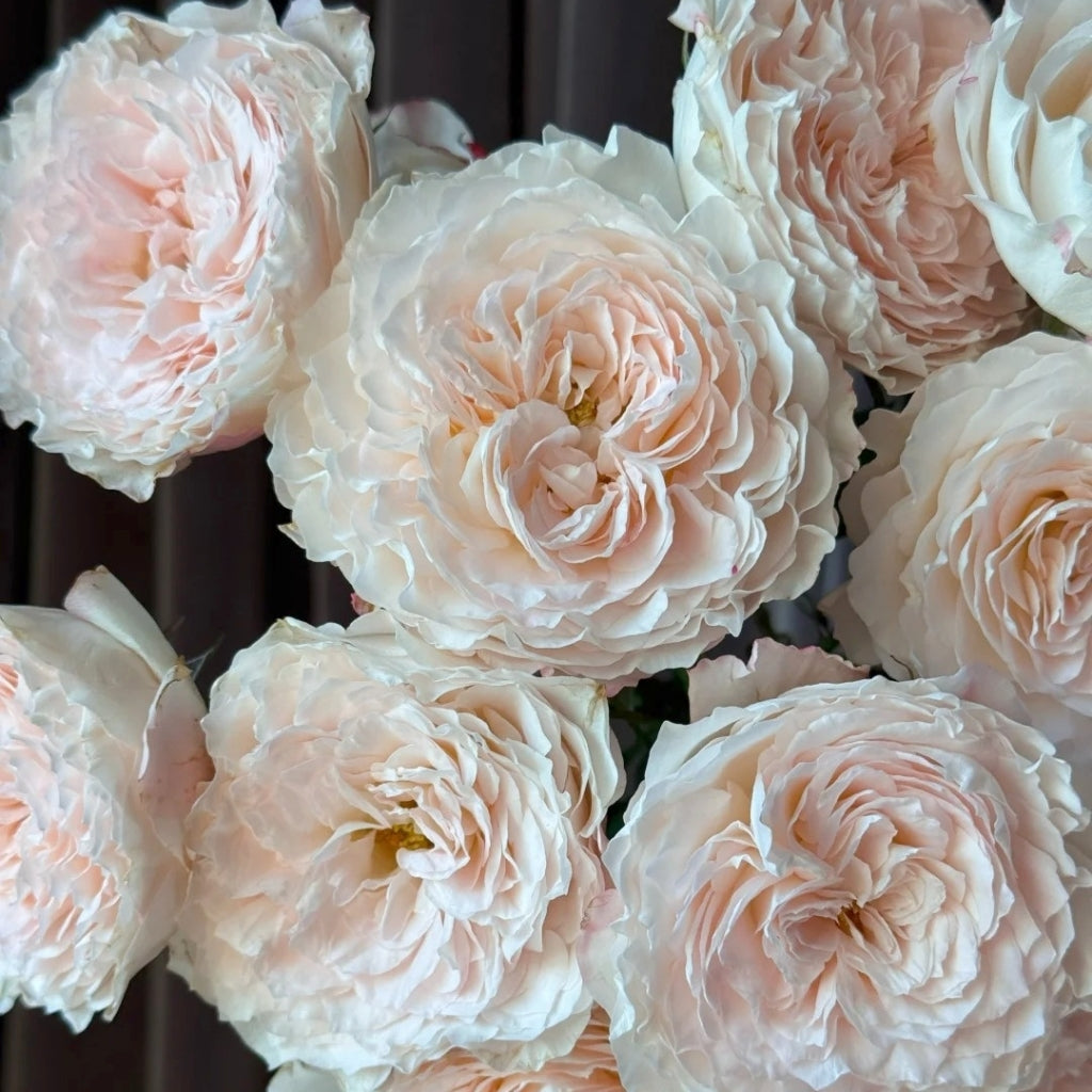 Cream Peach Rose